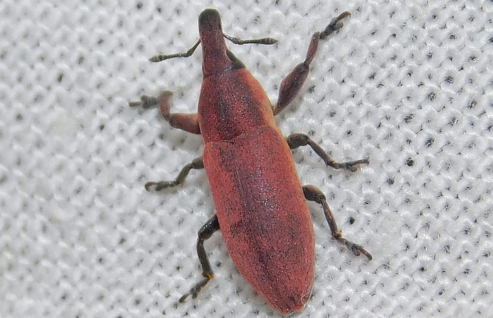 Lixus angustus - rövid dudvabarkó
