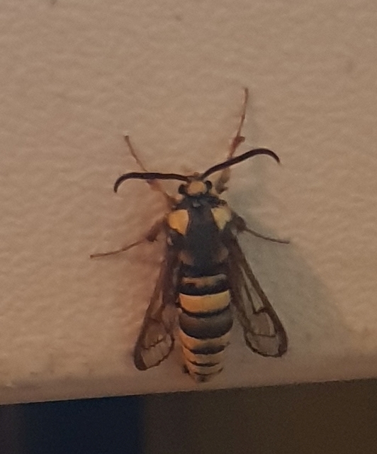 Sesia apiformis - darázslepke