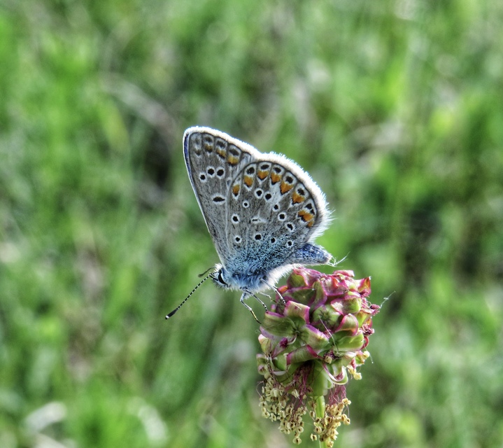 Polyommatus thersites - ibolyaszín boglárka