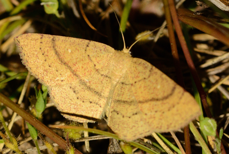Cyclophora ruficiliaria - vörösrojtú pettyesaraszoló