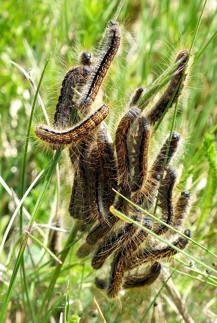Malacosoma castrensis - kutyatejszövő