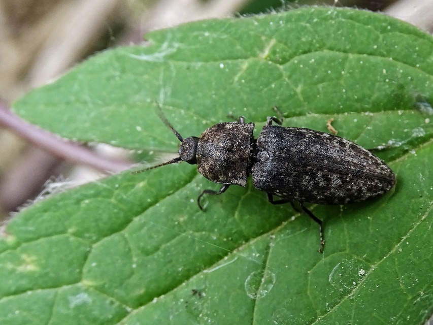 Agrypnus murinus - egérszínű pikkelyespattanó
