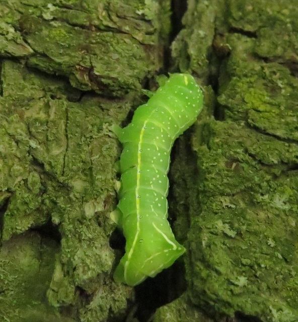 Amphipyra pyramidea - fahéjszínű bagoly