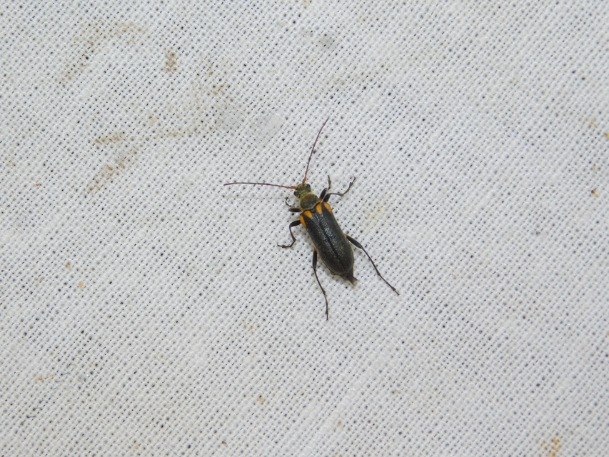 Cortodera humeralis - négyfoltos cserjecincér