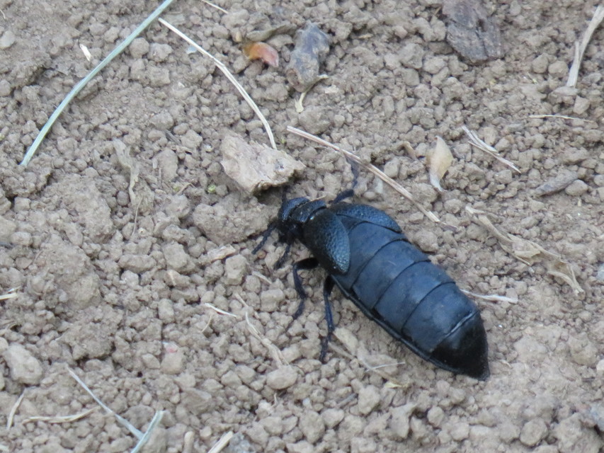 Meloe cicatricosus - óriásnünüke