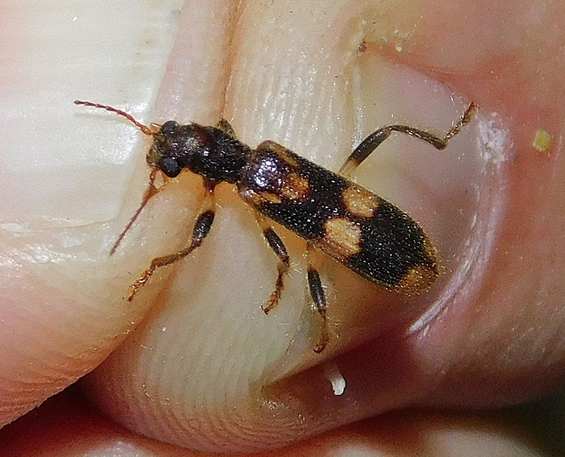 Opilo mollis - közönséges szúfarkas