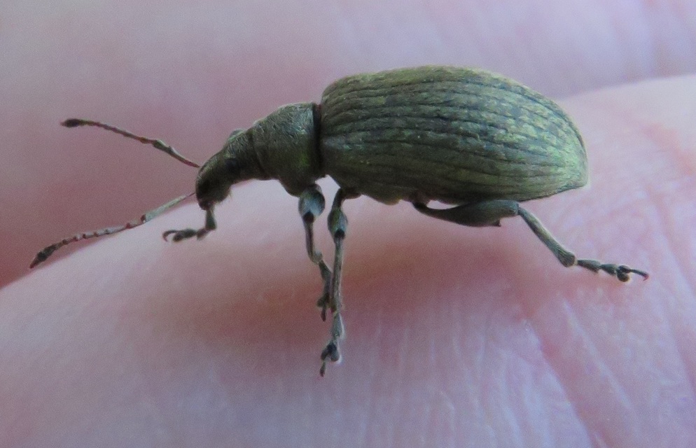 Phyllobius pomaceus - csalán-levélormányos
