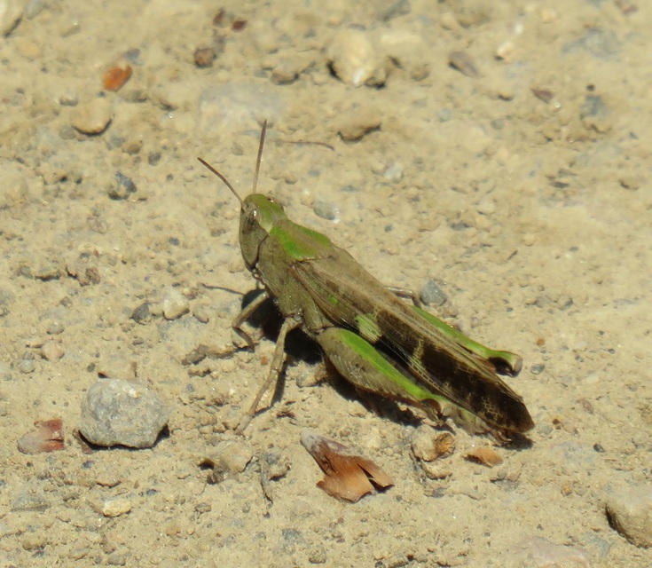 Aiolopus strepens - déli áttelelősáska