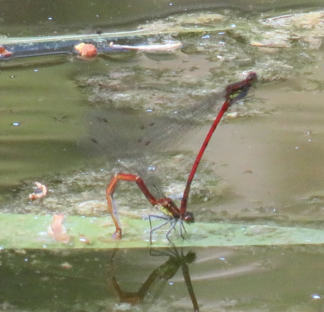 Pyrrhosoma nymphula interposita - vörös légivadász