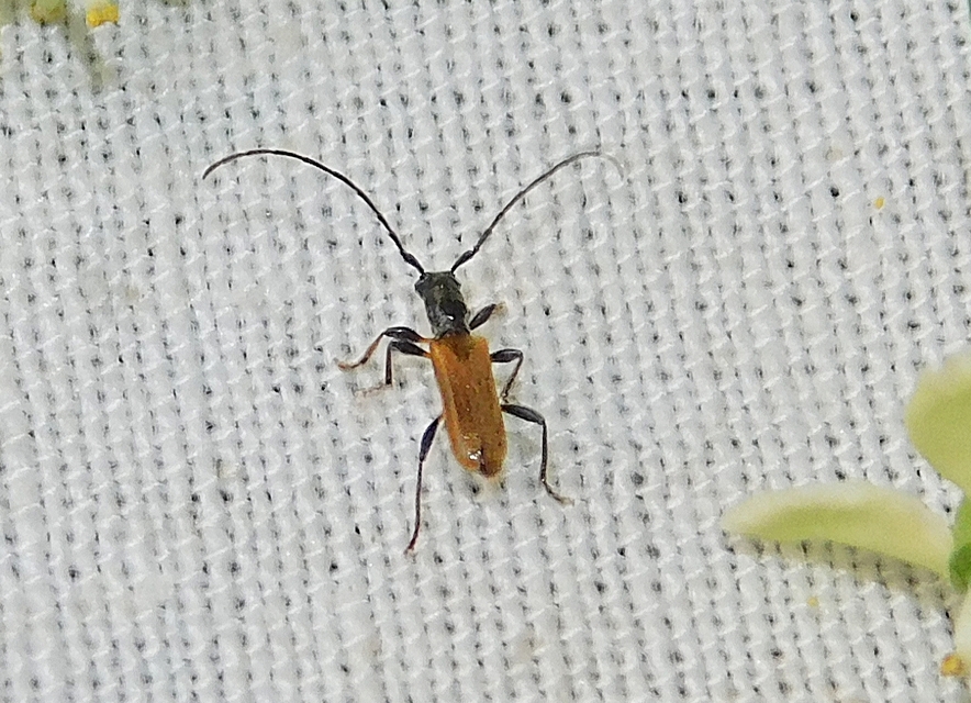 Stenhomalus bicolor - kétszínű hengercincér