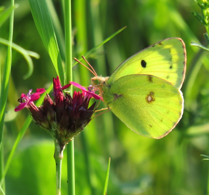 Colias alfacariensis - déli kéneslepke
