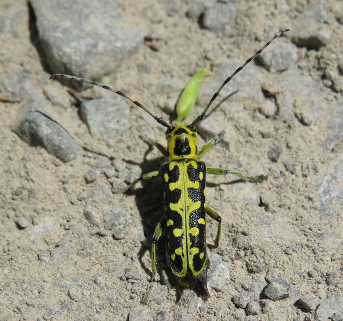 Saperda scalaris - létracincér