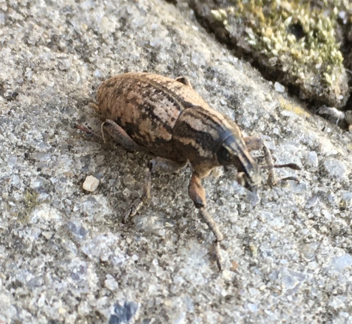 Pseudocleonus cinereus - hamvas barkó
