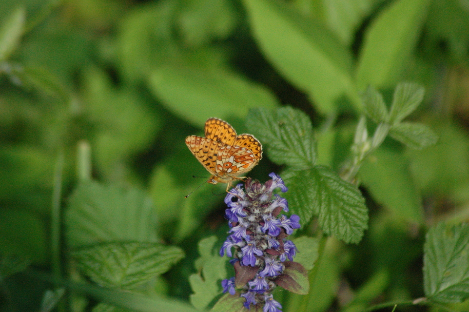 Boloria euphrosyne - árvácska-gyöngyházlepke