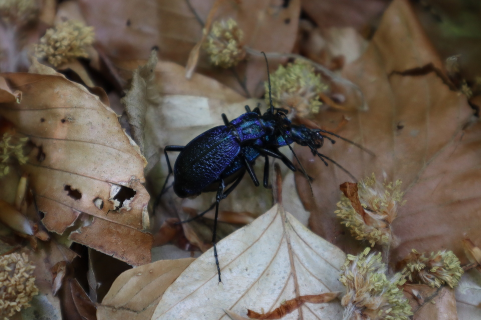 Carabus intricatus - kék laposfutrinka