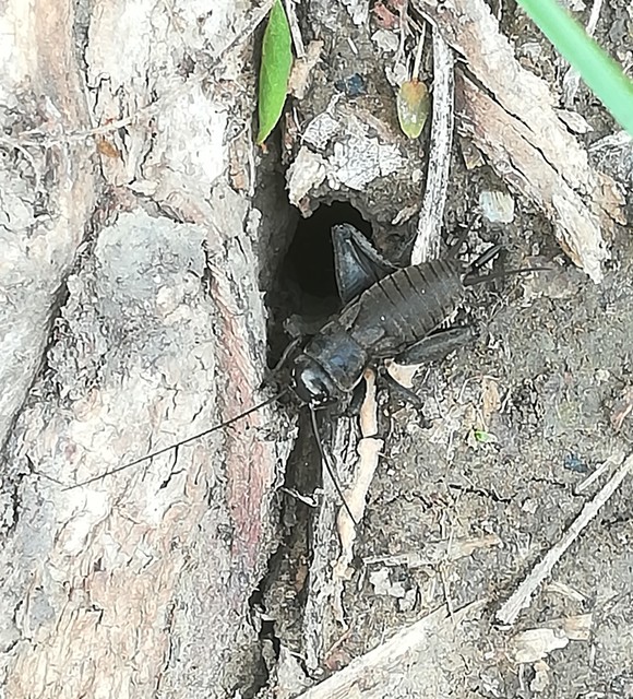 Melanogryllus desertus - fekete tücsök