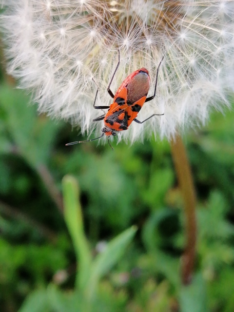 Corizus hyoscyami - piros karimáspoloska