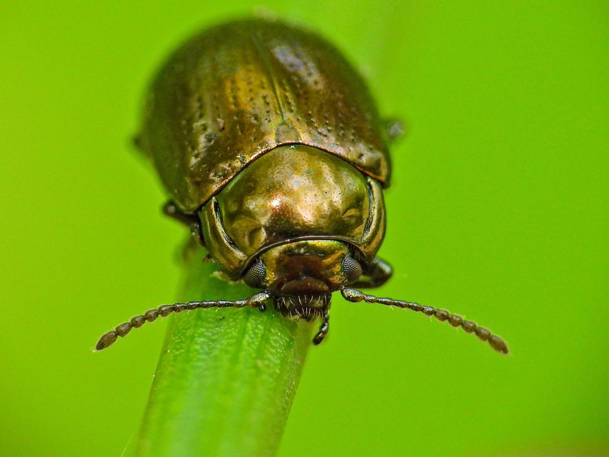 Chrysolina chalcites - homoki levelész Chrysolina chalcites - homoki levelész