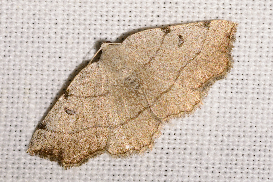 Eilicrinia trinotata - háromjegyű araszoló