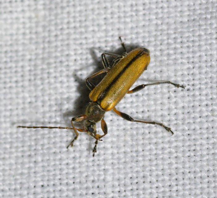 Cortodera humeralis - négyfoltos cserjecincér