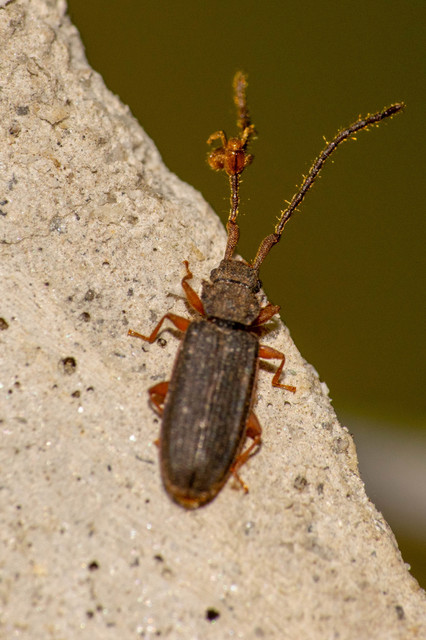 Uleiota planatus - hosszúcsápú fogasnyakú-lapbogár