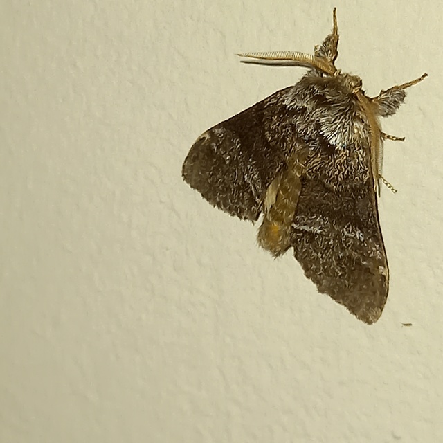 Drymonia dodonea - bélyeges púposszövő