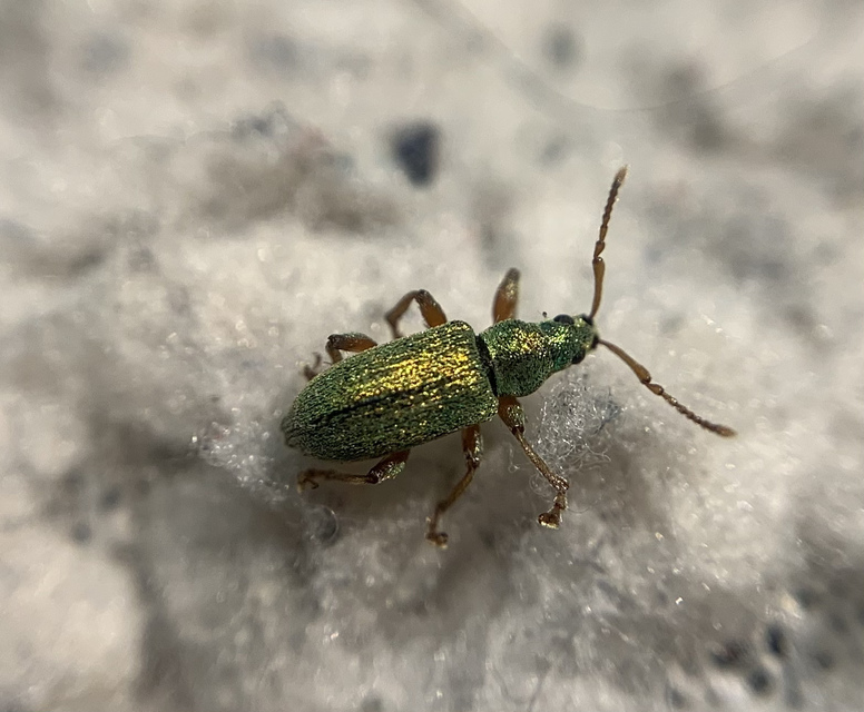 Phyllobius argentatus - ezüstös levélormányos