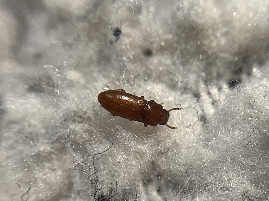 Palorus subdepressus - ívelthomlokú kislisztbogár
