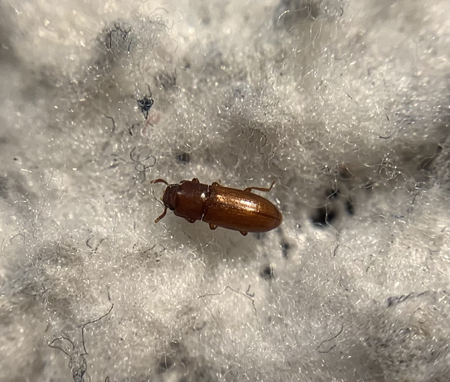 Palorus subdepressus - ívelthomlokú kislisztbogár