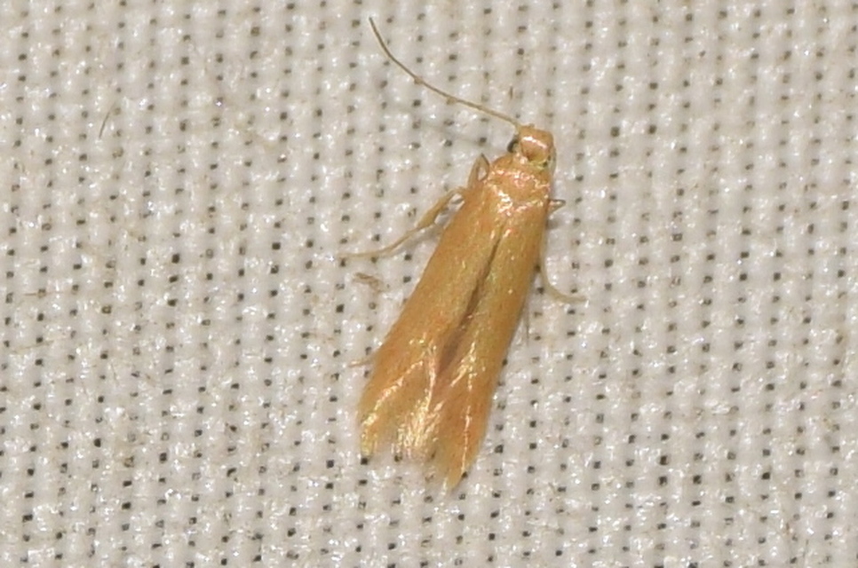 Tischeriidae - foltaknás-sörtésmolyfélék