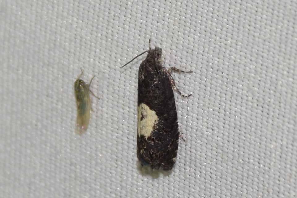 Pammene insulana - tölgygubacsmoly