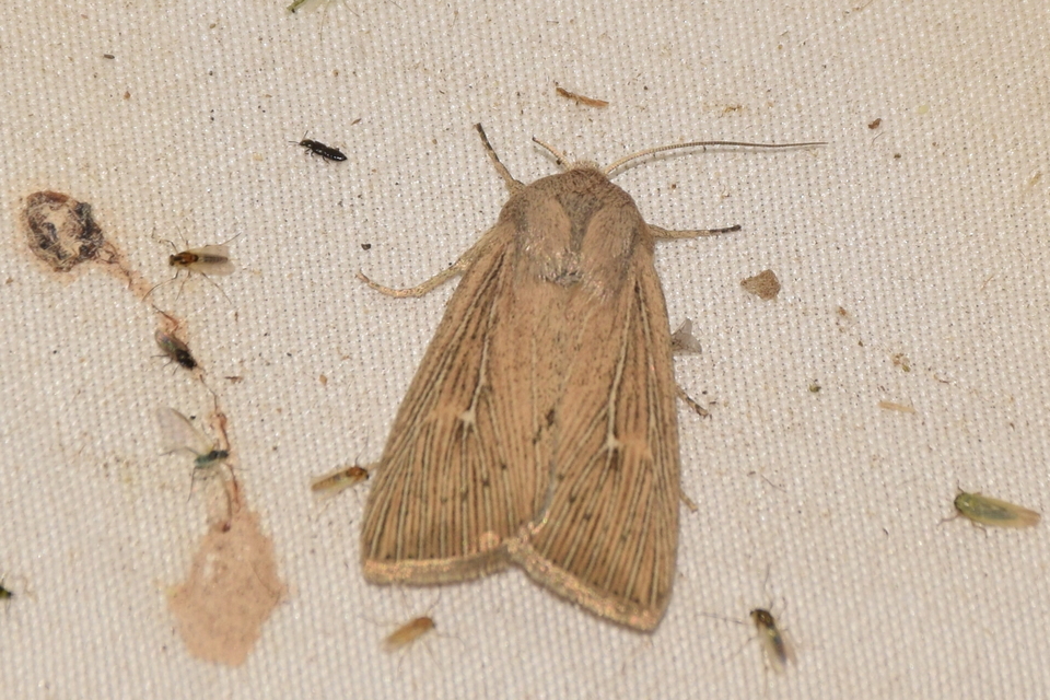 Leucania obsoleta - pontozott rétibagoly