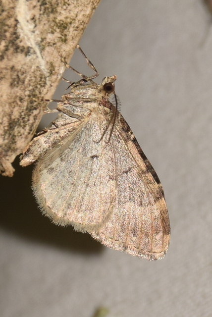 Xanthorhoe ferrugata - kerti tarkaaraszoló