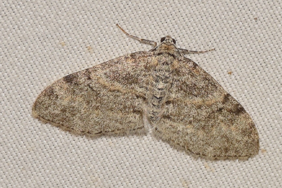 Lobophora halterata - szárnyfüggelékes araszoló