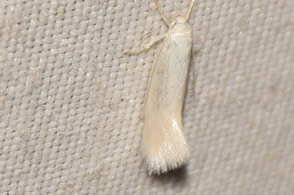 Elachista