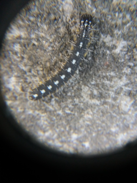 Bryopsis szeokekalmani - Szeőke Kálmán zuzmóbaglya