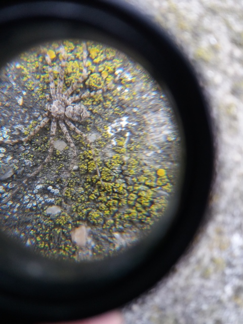 Philodromus poecilus - cifra karolópók