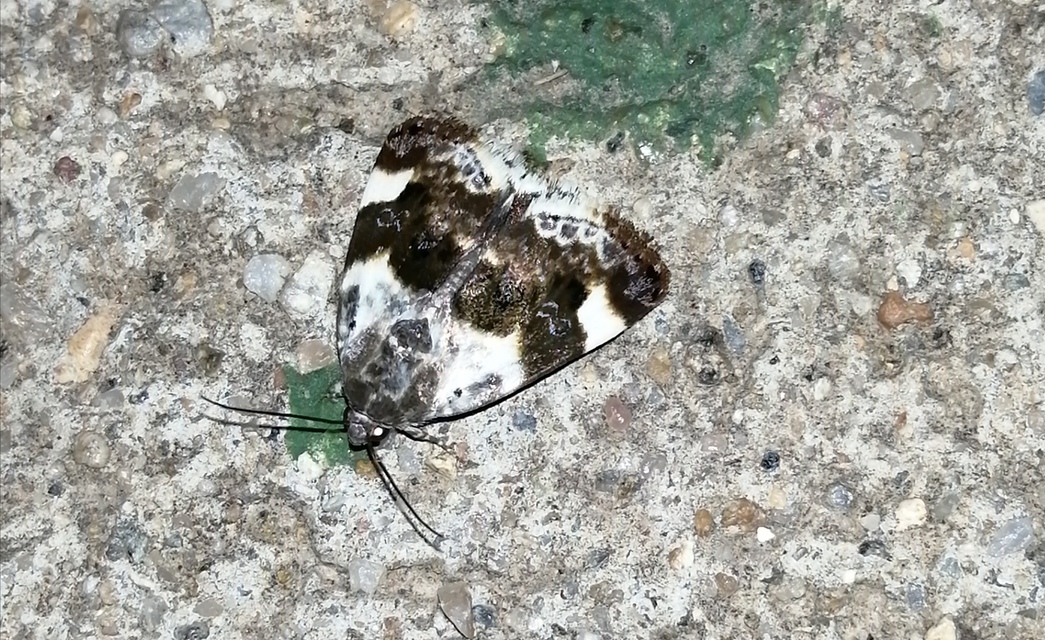 Acontia lucida - fehér nappalibagoly