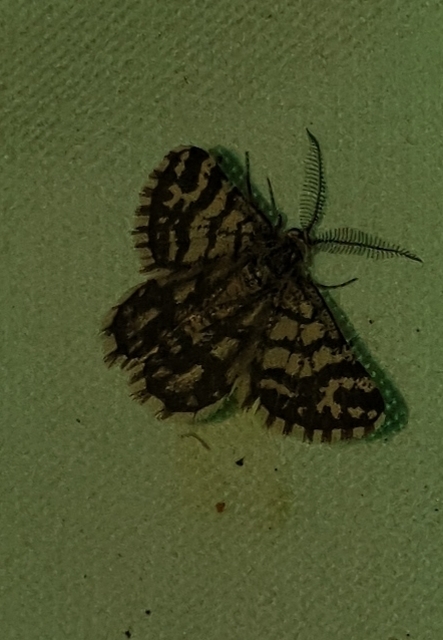 Narraga fasciolaria/tessularia