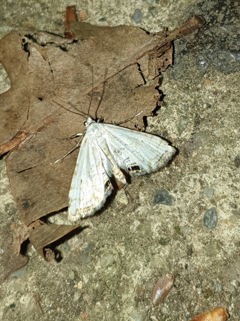 Cataclysta lemnata - békalencsemoly