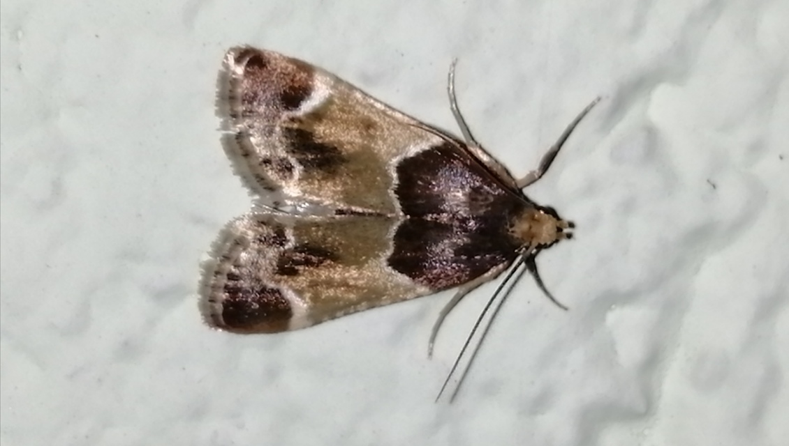 Pyralis farinalis - lisztilonca