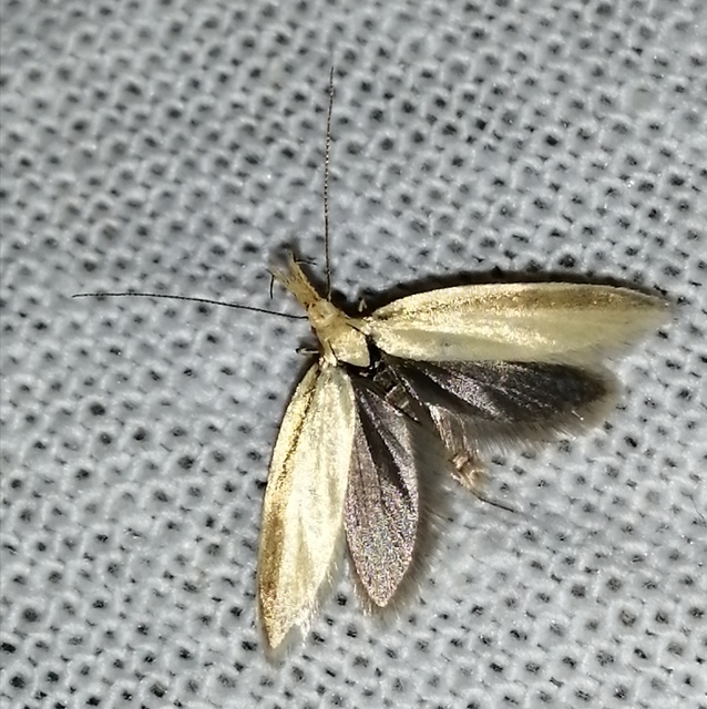 Pleurota