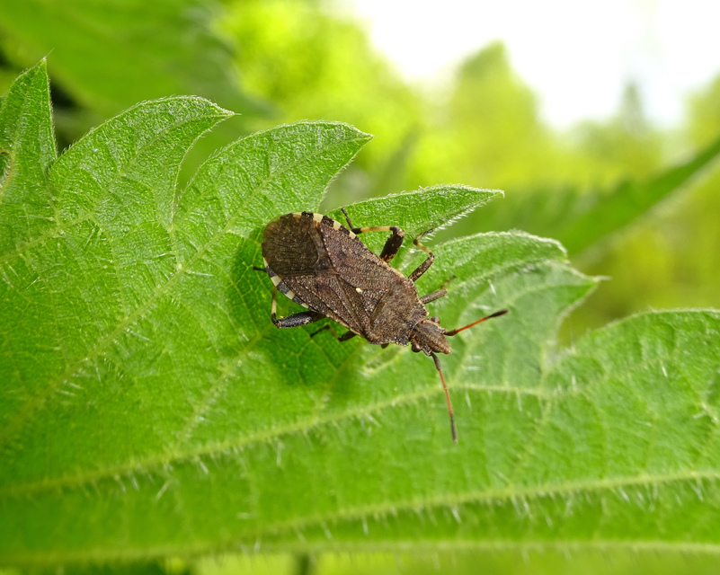 Ceraleptus gracilicornis - tüskéslábú karimáspoloska