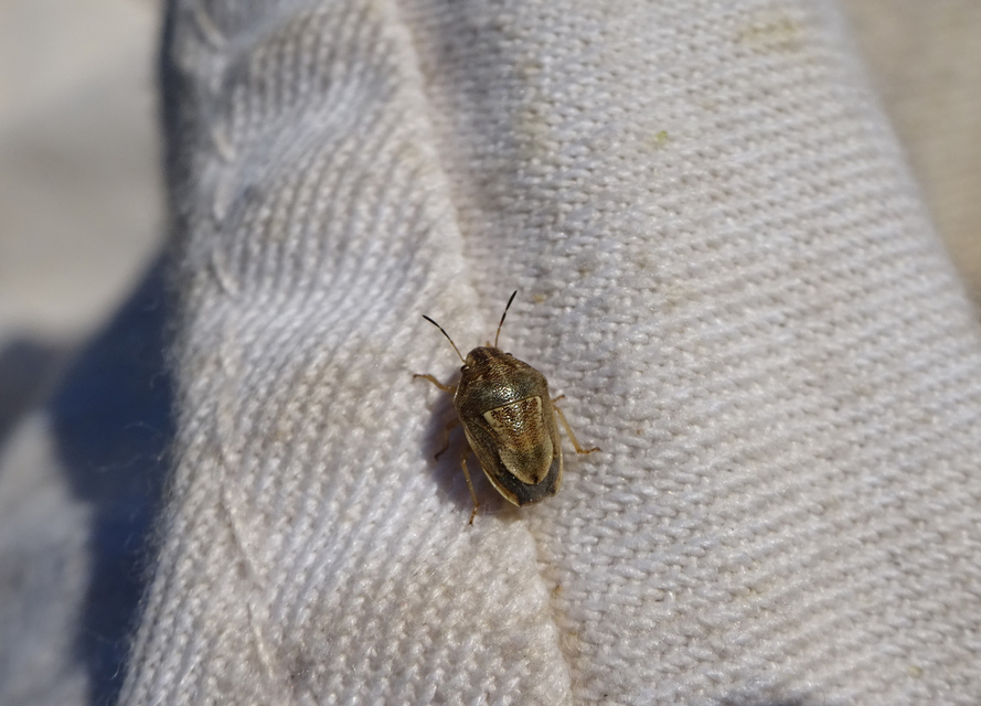 Neottiglossa leporina - sárgahasú címerespoloska Neottiglossa leporina - sárgahasú címerespoloska