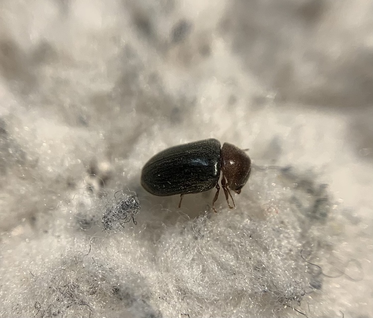 Lasioderma thoracicum