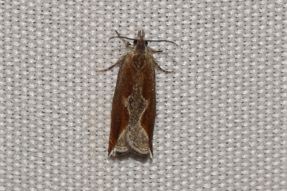 Ancylis diminutana - apró horgasmoly