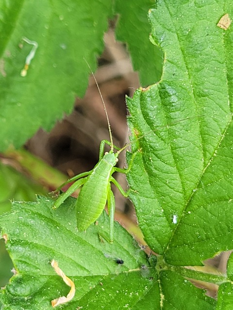 Isophya kraussii - erdei tarsza