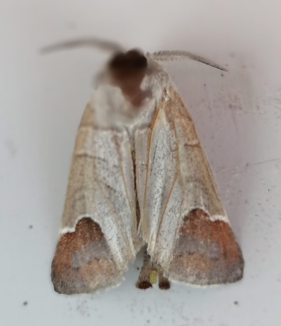 Clostera curtula - rövidszárnyú levélszövő