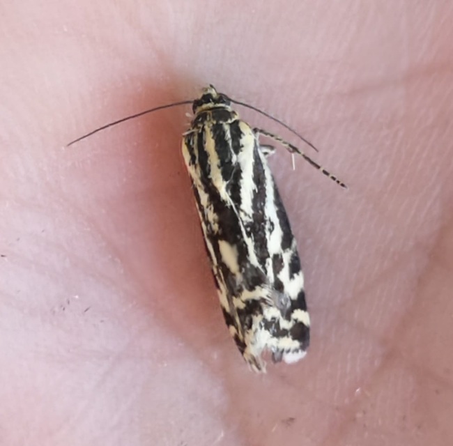 Emmelia trabealis - zebrabagoly