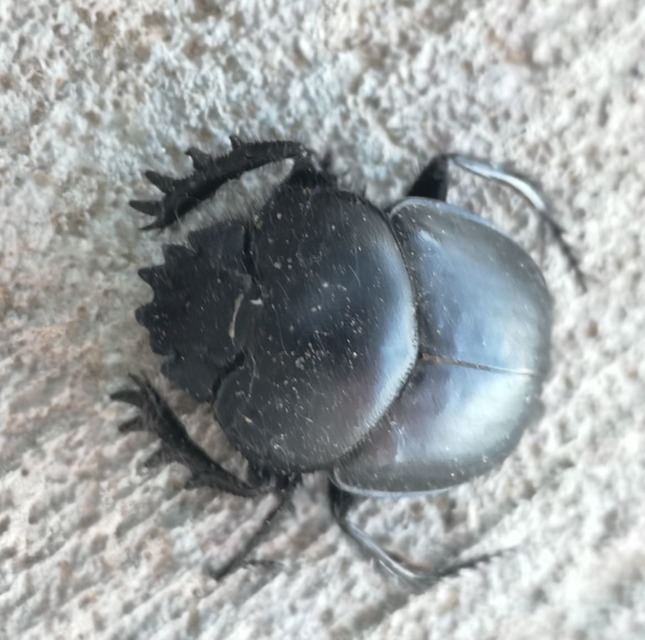 Scarabaeus typhon - óriás-galacsinhajtó